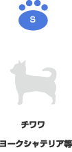 チワワ|ヨークシャテリア等